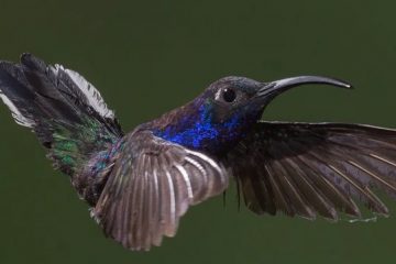 ave beija-flor, Reino das aves Beija flor