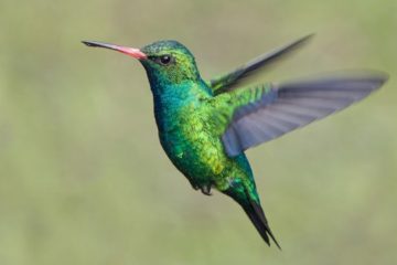 ave beija-flor, Reino das aves Beija flor