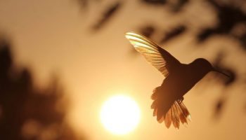 ave beija-flor, Reino das aves Beija flor