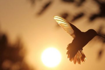 ave beija-flor, Reino das aves Beija flor