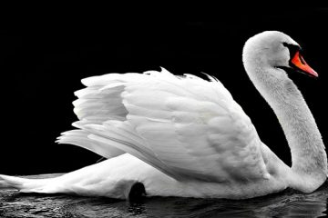 cisnes em veneza, Reino das aves Cisnes