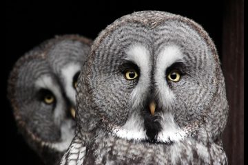 Reino das aves Corujas, imagens de corujas