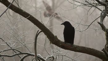 corvos de odin, Reino das aves Corvos