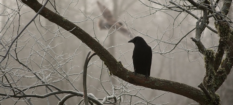 corvos de odin, Reino das aves Corvos