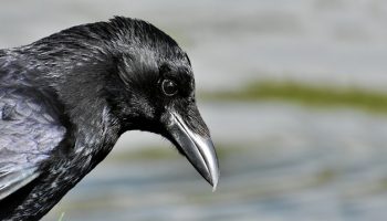Tudo sobre Corvos | Tipos, Carcateristicas e Curiosidades Reino das aves Corvos