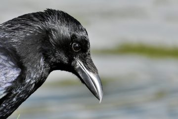 Reino das aves Corvos