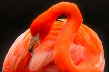 pink flamingos, Reino das aves Flamingos