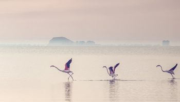 🦩 Conheça o Mundo dos Flamingos: Características, Tipos e Migrações Surpreendentes fundo flamingos, Reino das aves Flamingos