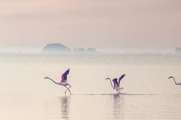 fundo flamingos, Reino das aves Flamingos