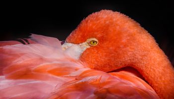 pink flamingos, Reino das aves Flamingos