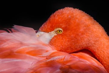 pink flamingos, Reino das aves Flamingos