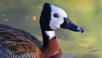 Reino das aves Ireré Dendrocygna viduata, ire re paturi