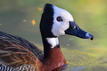 Reino das aves Ireré Dendrocygna viduata, ire re paturi