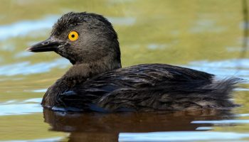 Reino das aves, Mergulhão-Pequeno, Tachybaptus dominicus 1