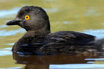 Reino das aves, Mergulhão-Pequeno, Tachybaptus dominicus 1