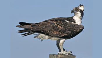 Osprey o Águila Pescadora Pandion Haliaetus