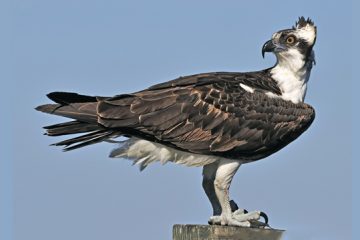 Reino das aves, Osprey o Águila Pescadora, Pandion Haliaetus 1