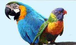 Papagaio, Periquito ou Arara: Qual é a Diferença?