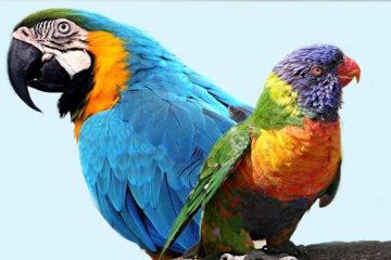 Papagaio, Periquito ou Arara: Qual é a Diferença?