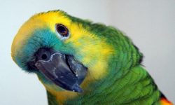 Tudo sobre Papagaios | Características, Tipos e Cuidados Reino das aves Papagaios, tipos de papagaios