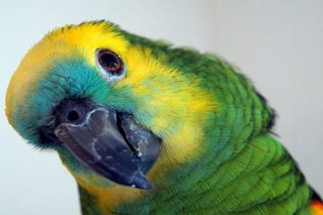 Reino das aves Papagaios, tipos de papagaios