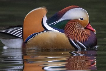 Reino das aves Patos