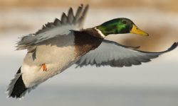 Reino das aves Patos