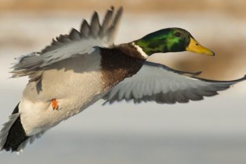 Reino das aves Patos