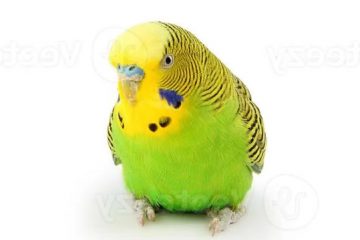 Reino das aves Periquitos