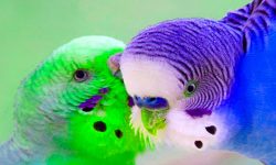 Os Periquitos | Tudo sobre seus Cuidados, Caráter e Muito Mais Reino das aves Periquitos