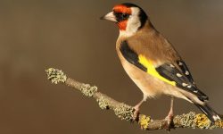 Pintassilgos ou Cardelina | Como eles são, Características e Cuidados Reino das aves Pintassilgos 1
