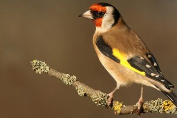 Reino das aves Pintassilgos 1