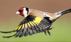 Tipos de Pintassilgos dourados no Mundo Reino das aves Pintassilgos 2