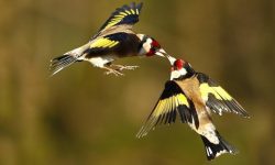 Essas Aves Usam "Códigos de Barras" para Lembrar Onde Esconderam seus Alimentos. Reino das aves Pintassilgos 3