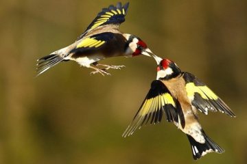 Reino das aves Pintassilgos 3