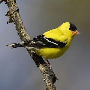 Reino das aves Pintassilgos Europeio