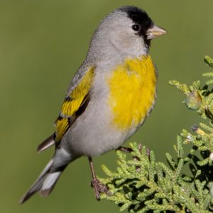 Reino das aves Pintassilgos Lawrencei