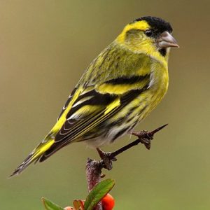 Reino das aves Pintassilgos de fundo verde