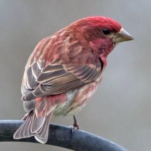 Reino das aves Pintassilgos morado