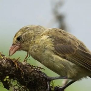 Reino das aves Pintassilgos pica pau