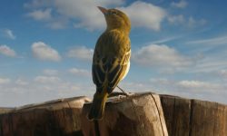 passaro rouxinol, Reino das aves Rouxinol