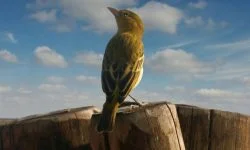 passaro rouxinol, Reino das aves Rouxinol