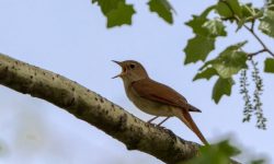passaro rouxinol, Reino das aves Rouxinol