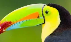 bico de tucano, Reino das aves Tucanos