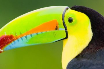 bico de tucano, Reino das aves Tucanos