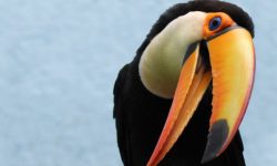 Tucanos Características, Comportamento e Tipos de Tucanos tucano bahia , Reino das aves Tucanos
