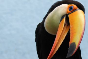 tucano bahia , Reino das aves Tucanos