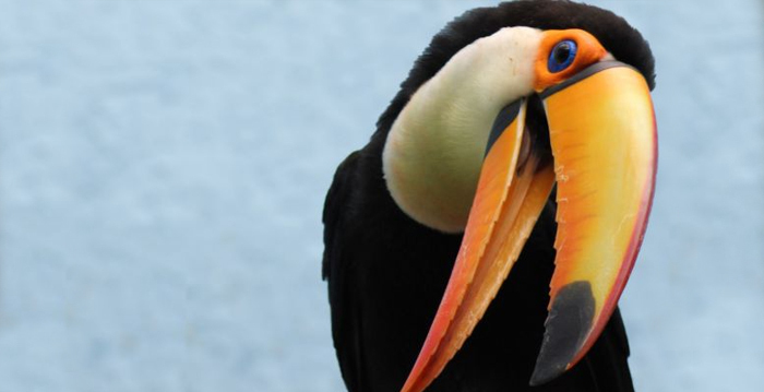 tucano bahia , Reino das aves Tucanos