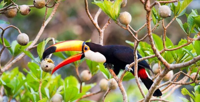 tucano desenho, Reino das aves Tucanos