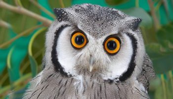 Como Criar uma Coruja em Casa? Reino das aves Corujas